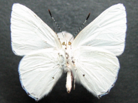 Adult Male Under of Blue Moonbeam - Philiris nitens nitens